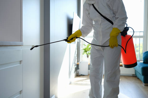 Best Black Mold Removal  in South Shore, KY